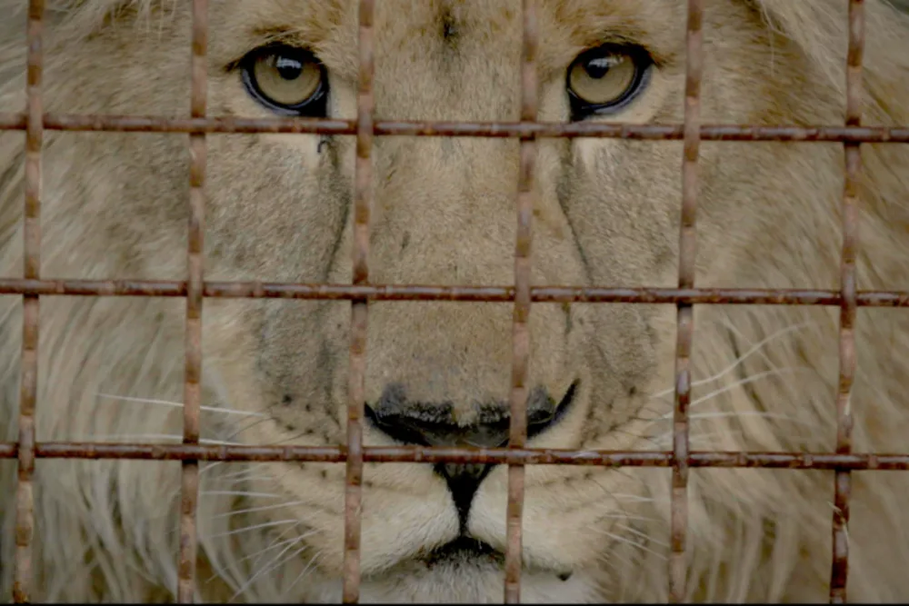 Appian Way de Leonardo DiCaprio Lança Documentário "Checkpoint Zoo" nos Cinemas dos EUA no Verão