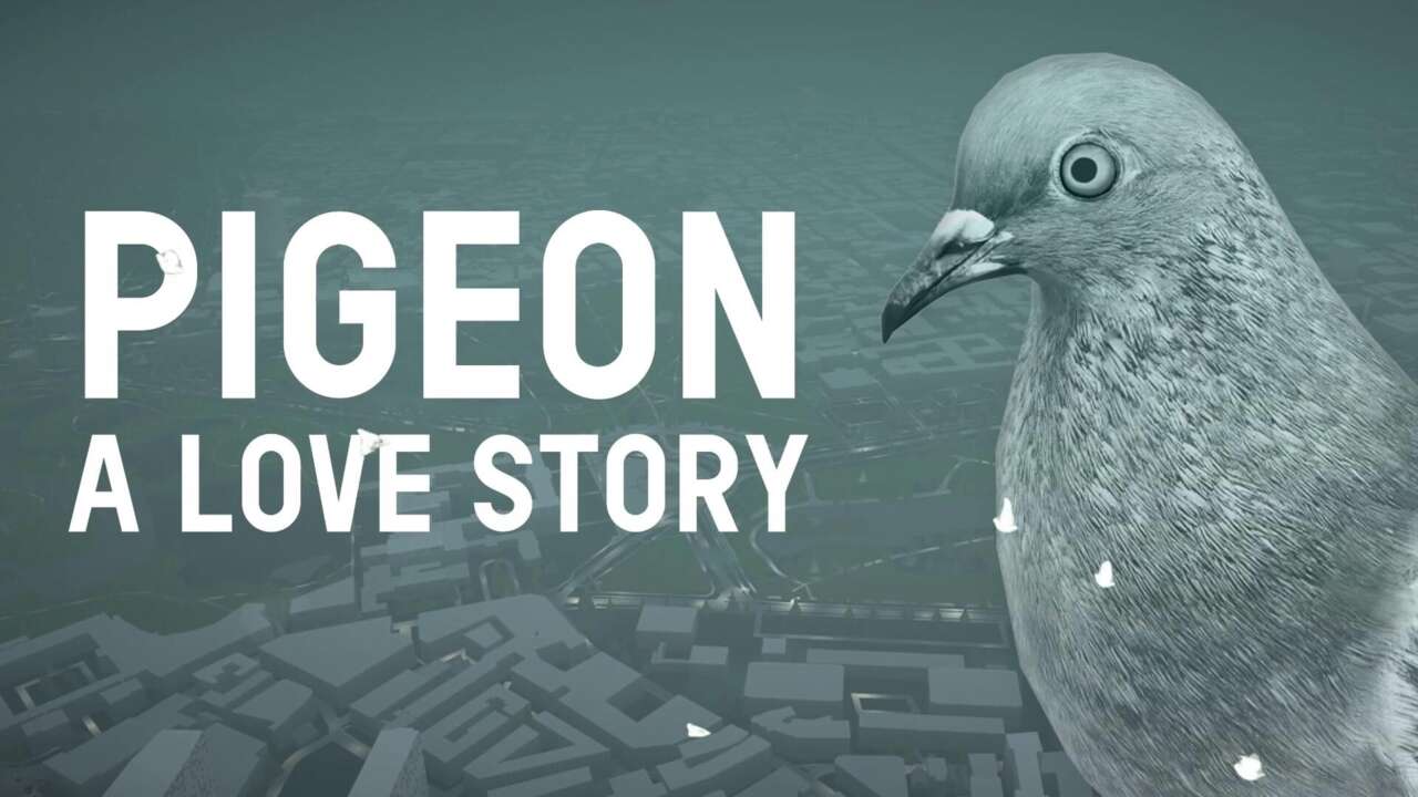 4570546 pigeon love story