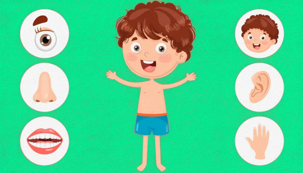 O corpo humano tem diversas partes que funcionam juntas. Você conhece?