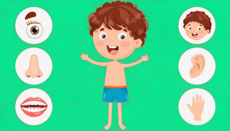 O corpo humano tem diversas partes que funcionam juntas. Você conhece?