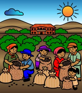 Colheita de café
